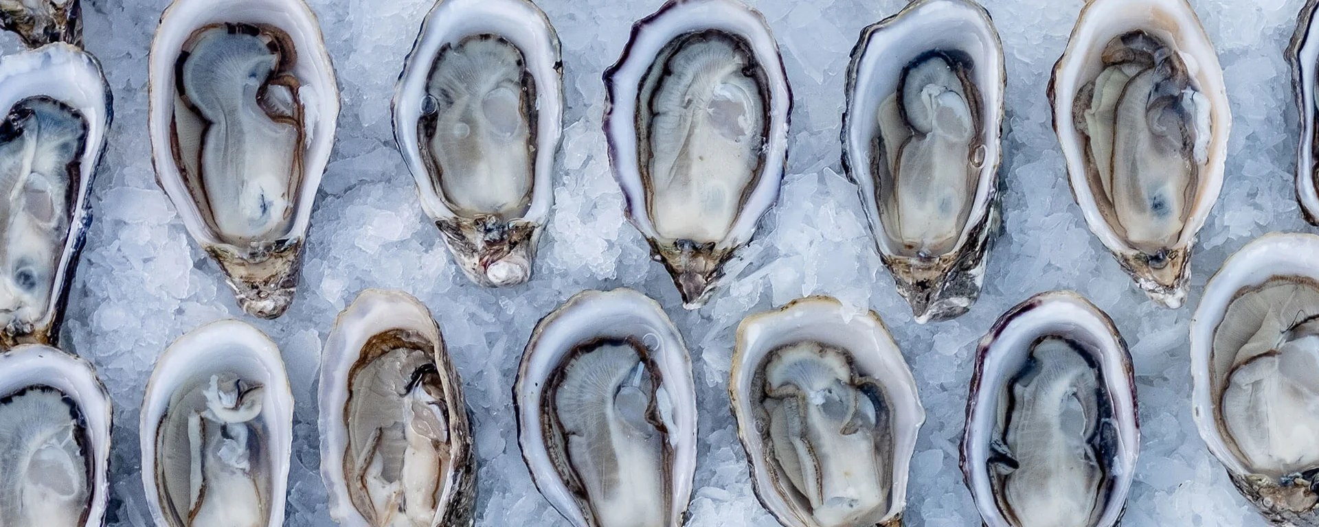 Fresh Oysters From Our Farm