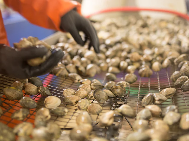 Manila Clams - Image 5