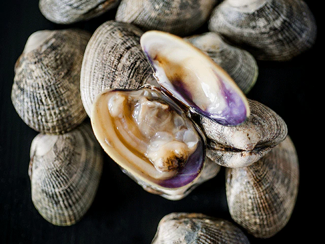 Manila Clams - Image 6