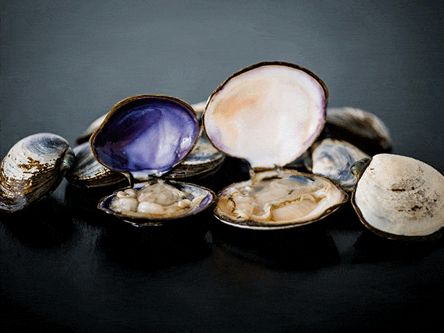 Purple Savory Clams - Image 3