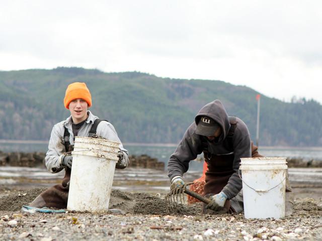 Purple Savory Clams - Image 5